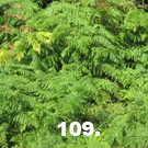 109